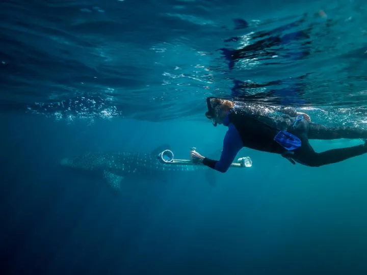 A marine scientist uses a stereo-video camera to measure the length of a whale shark