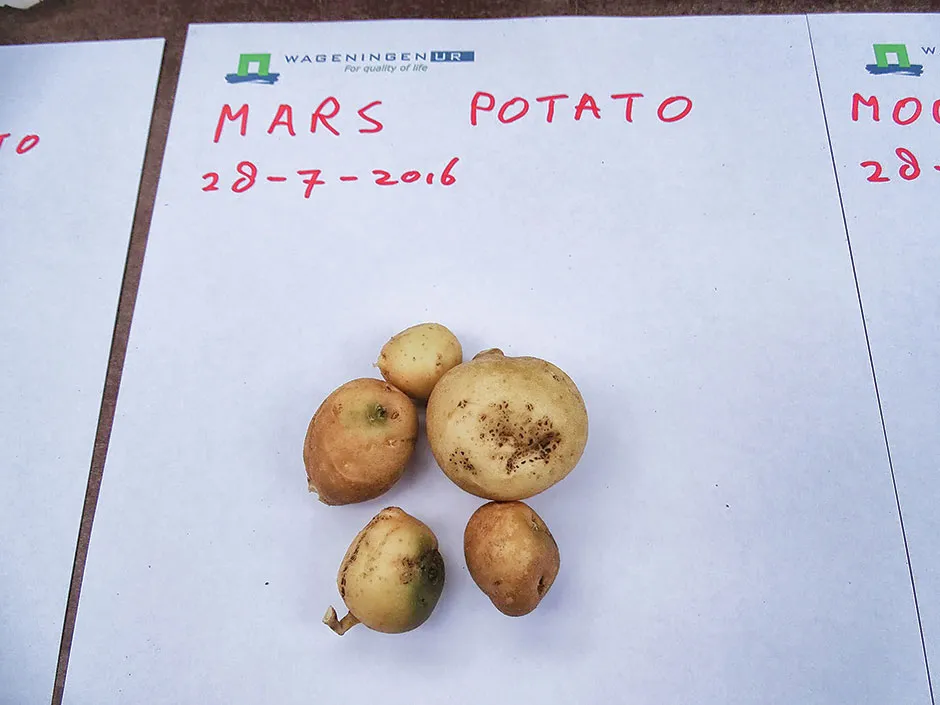 Potatoes grown in the simulation Mars soil © Wieger Wamelink