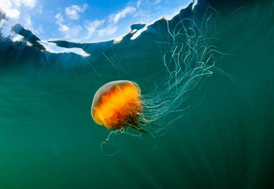A lion's mane jellyfish © Getty Images