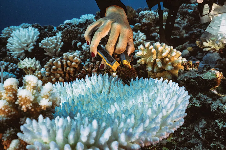 Coral researcher © Getty Images