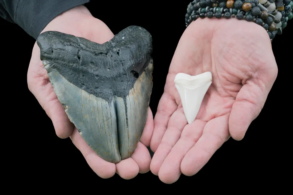A large megalodon tooth compared with that of a great white shark © Getty Images
