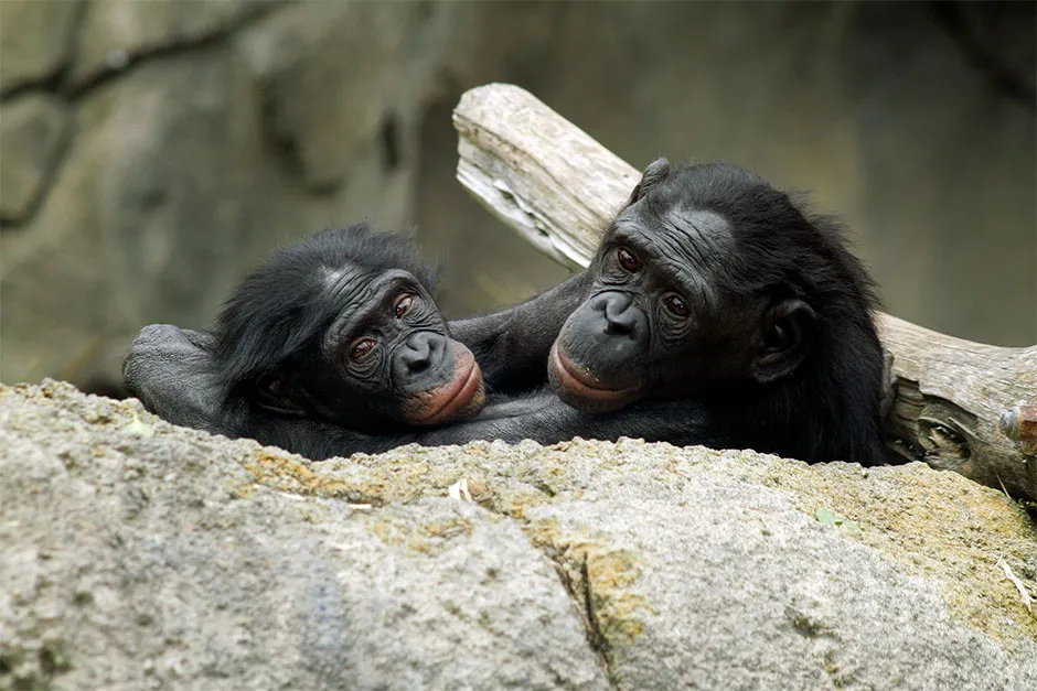 Two bonobos © Getty Images