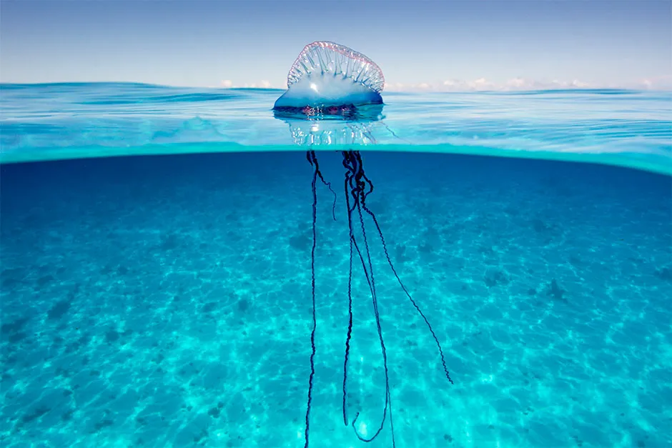 A Portuguese Man-of-war, not technically a jellyfish © Getty Images