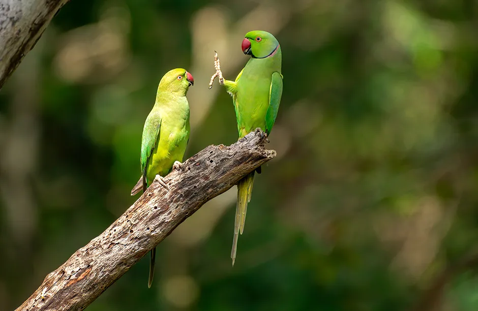 Rose-ringed parakeet, Kaudulla national park, Sri Lanka