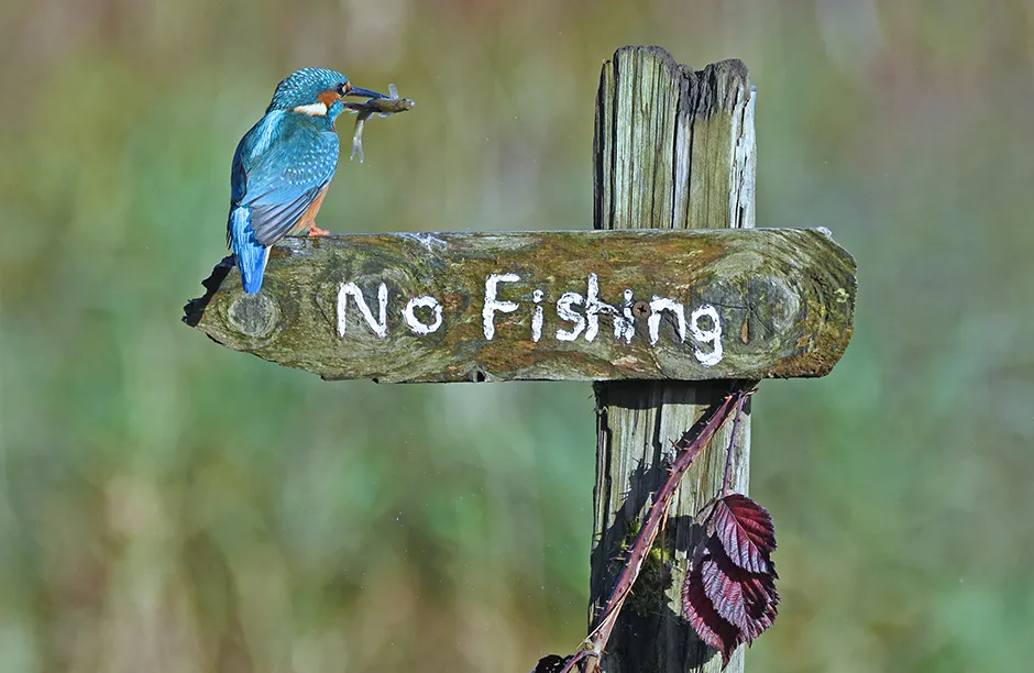 A Kingfisher, Near Kirkcudbright, Bodmin, UK