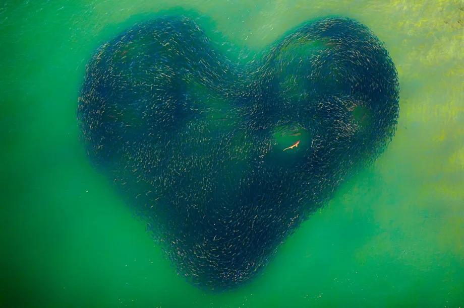 Love Heart of Nature