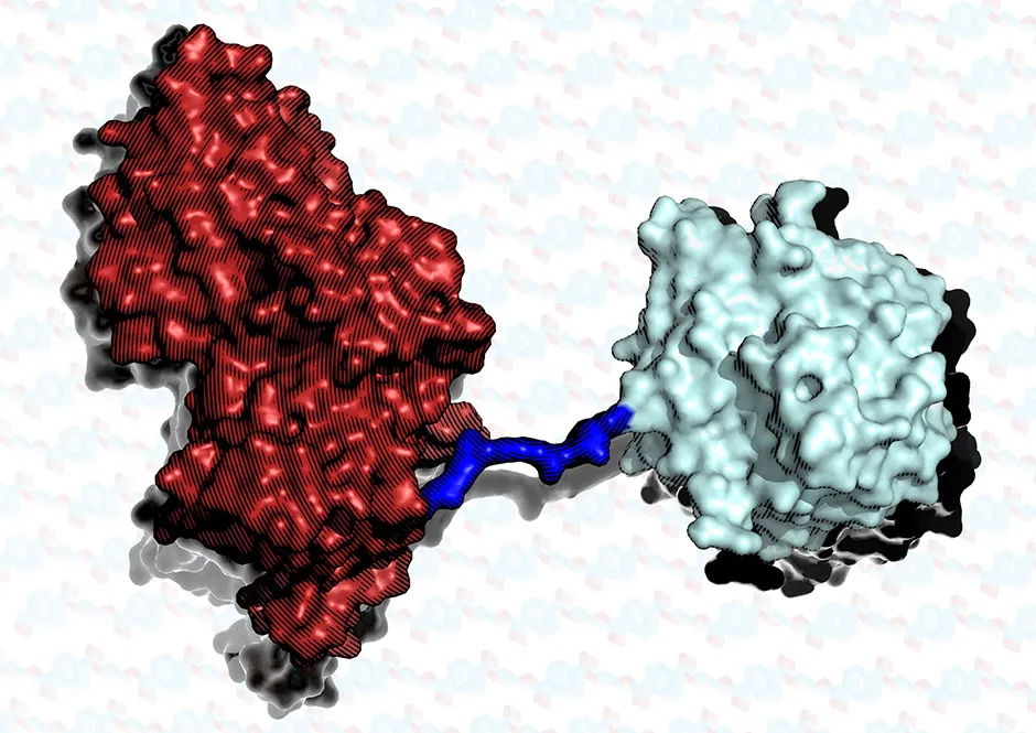 The super enzyme, which is two proteins joined together © Aaron McGeehan/Knott et al