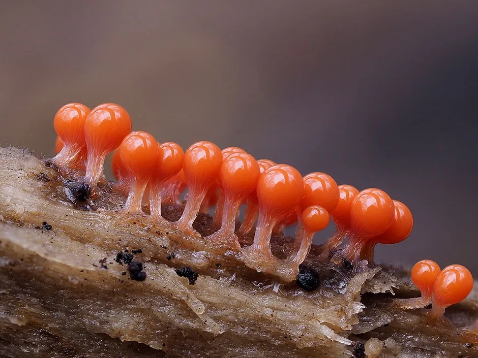 Trichia decipiens in reproductive phase. Close-up of spore-bearing fruiting bodies (sporangia) © Andy Sands/NPL