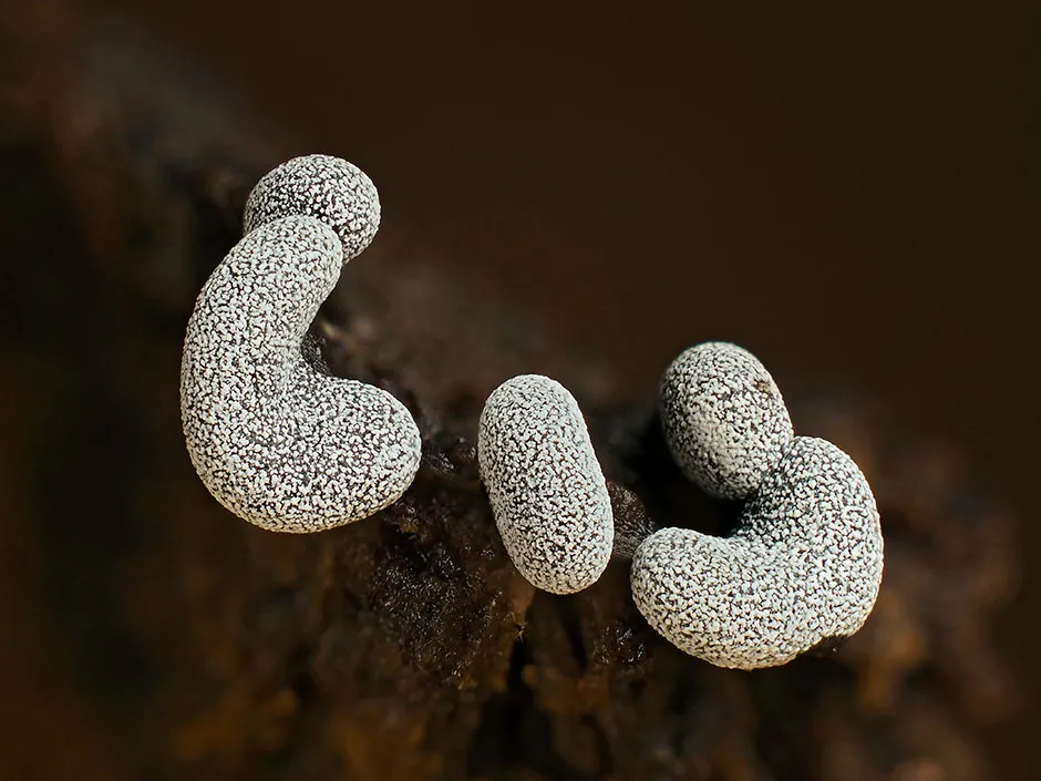 Badhamia affinis in reproductive phase. Close-up of spore-bearing fruiting bodies (sporangia) © Andy Sands/NPL