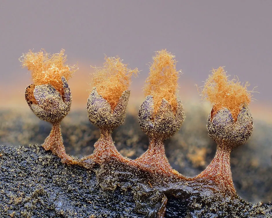 Metatrichia floriformis in mature reproductive phase. Close-up of erupted fruiting bodies (sporangia), each bearing thousands of spores © Andy Sands