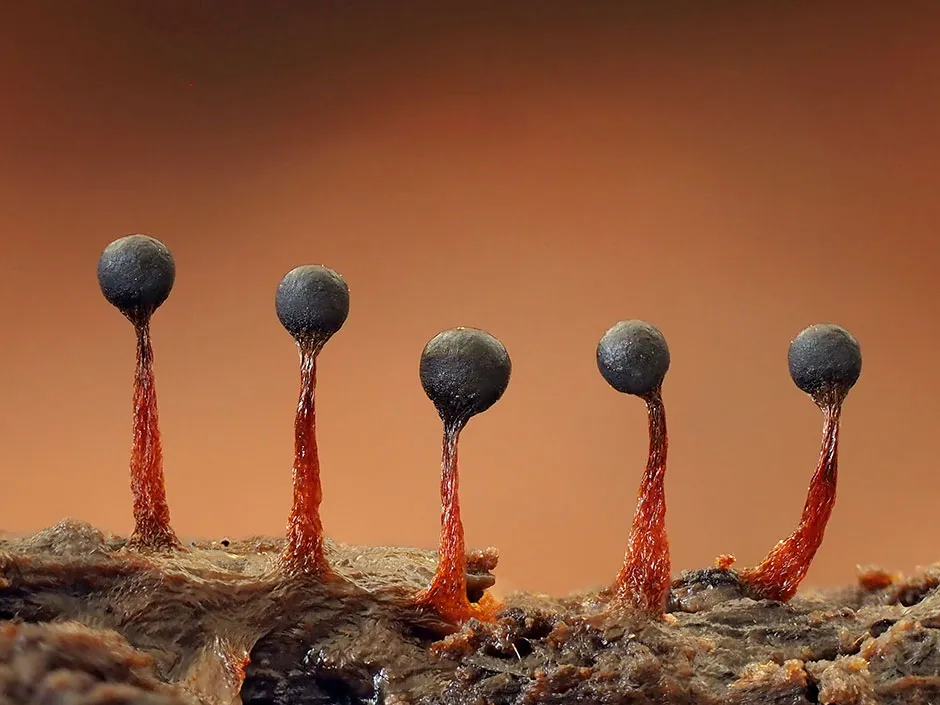 Metatrichia floriformis in reproductive phase. Close-up of spore-bearing fruiting bodies (sporangia) © Andy Sands/NPL