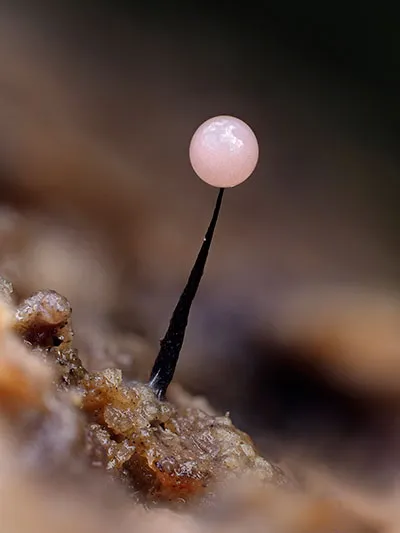 Comatricha nigra in reproductive phase. Close-up of single fruiting body (sporangium), bearing thousands of spores © Andy Sands/NPL