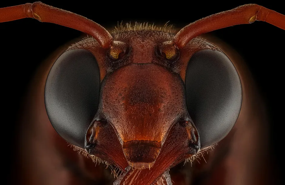 Potter wasp (Eumeninae) photographed using 173 photos stacked and combined