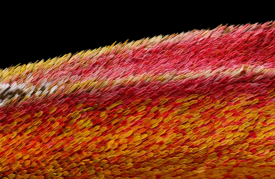 Atlas moth wing Image Stacking 10x (Objective Lens Magnification)