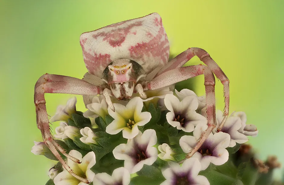 The flower crab spider is one of 27 species of crab spider. The flower crab spider can alter the colour of its body to match its surroundings and to hide from prey. It is not as common as other types of crab spider