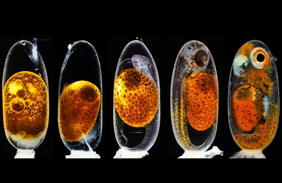 Embryonic development of a clownfish (Amphiprion percula) on days 1, 3 (morning and evening), 5, and 9 Image Stacking 10X (Objective Lens Magnification)