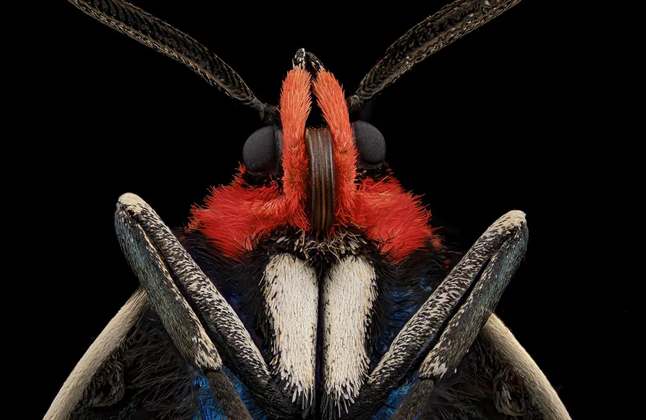 Moth (Ctenucha brunnea) Image Stacking 5X (Objective Lens Magnification)