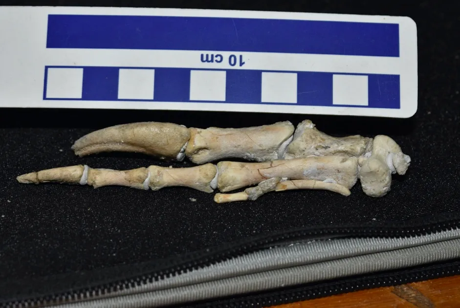 Fossil of Oksoko avarsan's two-fingered hand © Gregory Funston