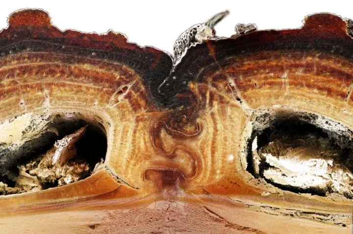 A cross section of the ironclad beetle's medial suture, showing the jigsaw piece-shaped join © Jesus Rivera / UCI