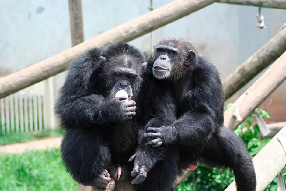 Chimpanzees Tina and Martin, at the National Center for Chimpanzee Care in Texas, Us, who were involved in the language experiments © National Center for Chimpanzee Care in Bastrop, Texas