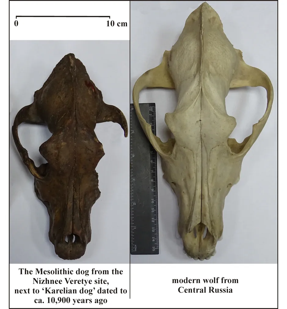 An ancient dog skull (left) compared with a modern wolf skull © E.E. Antipina