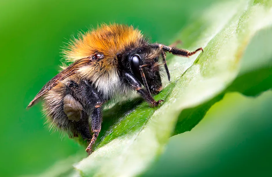 A 41 image stack of a common carder bee in the UK