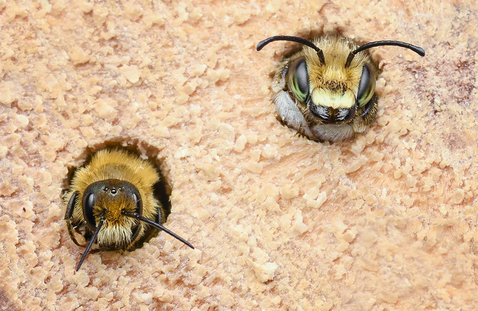 Two different species of bee's in the bug hotel, Willughby's leaf cutter & Andrena sp
