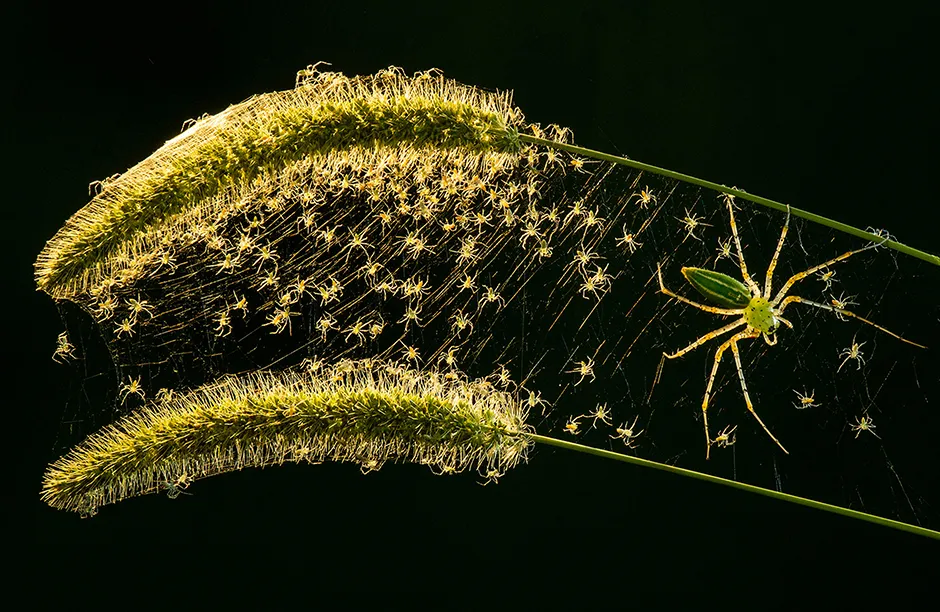 A lynx spider (Oxyopidae) with its young shot in the mountains of Taiwan