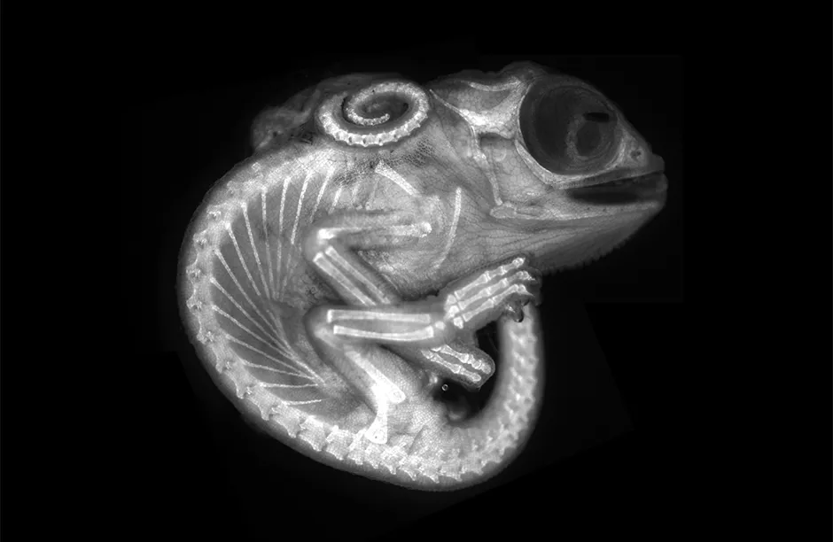 Chameleon embryo (autofluorescence) Fluorescence 10X (Objective Lens Magnification)