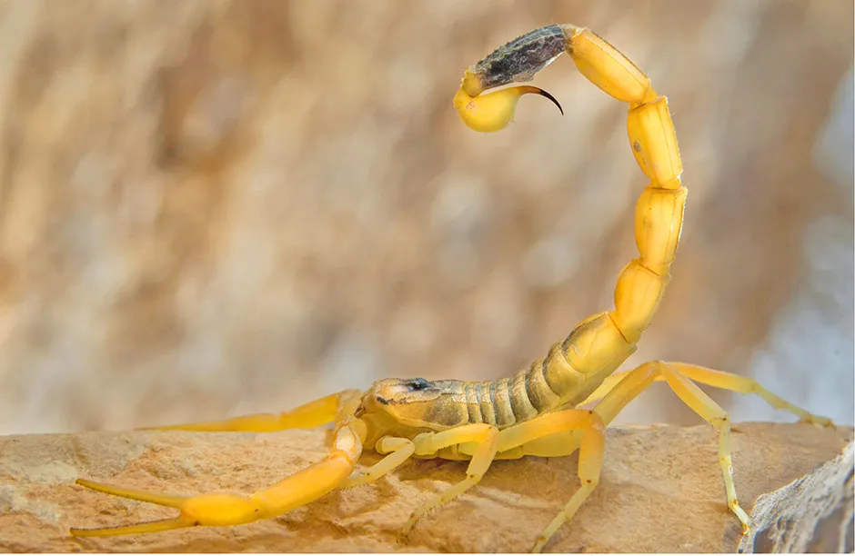 Deathstalker scorpion, or Israeli yellow scorpion (Leiurus quinquestriatus) in defensive posture, Negev Desert, Israel.