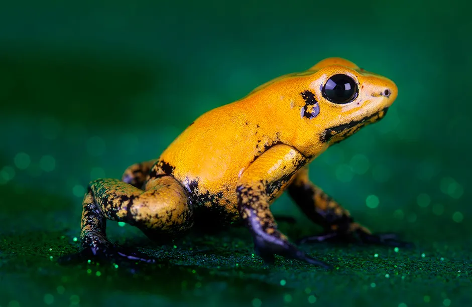 Poisonous Golden Dart Frog, South America