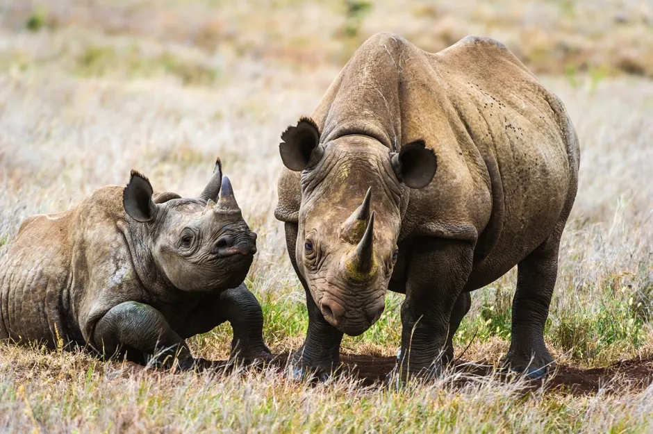 © Daryl Balfour/Remembering Rhinos
