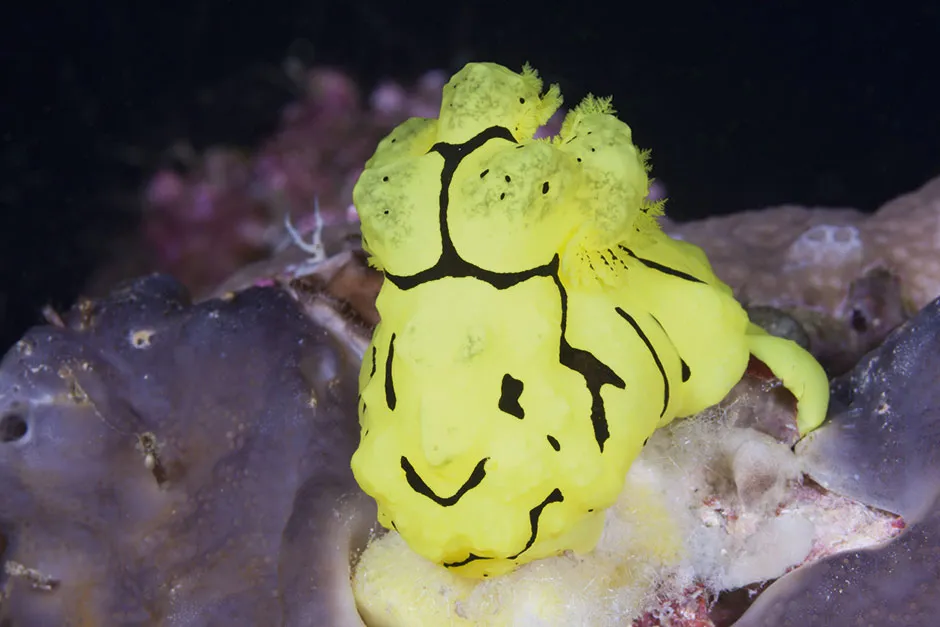 Banana sea slug © Reinhard Dirscherl/FLPA