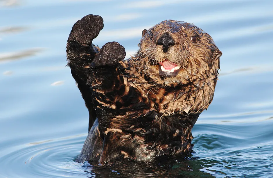 A Sea Otter looking fiesty