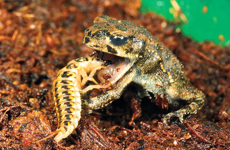 An epomis beetle larvae latching on to the tongue of its prey, a frog. It feeds almost exclusively on amphibians.