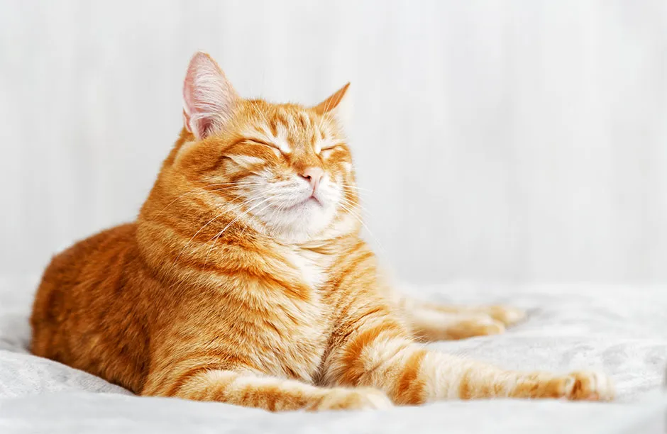 Want to make friends with a cat? Blink slowly, say scientists © Getty Images