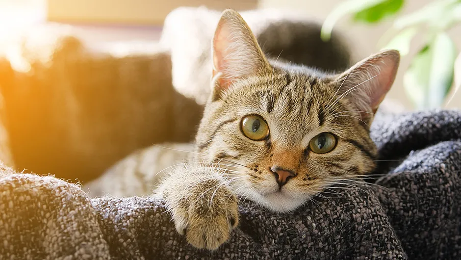 Eight mind-blowing facts about cats, according to science - BBC