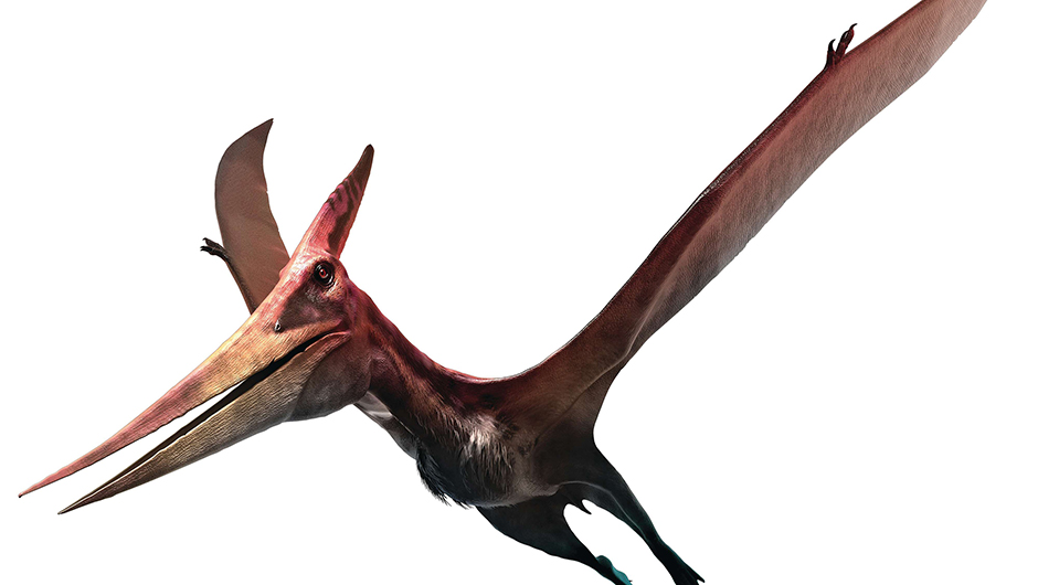 Pterodactyl Vs Pteranodon What Is The Difference?
