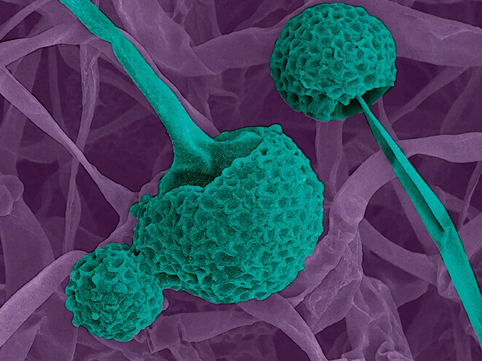 Tempeh fungus, taken with a scanning electron microscope © MIMIC, used by permission