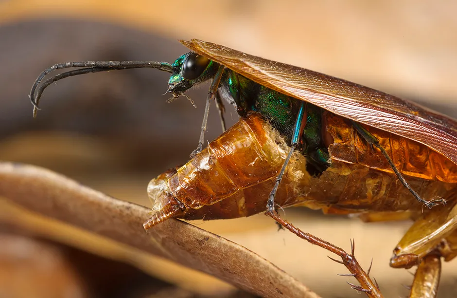 Emerald cockroach wasp emerging from the dead body of an american cockroach after consuming it