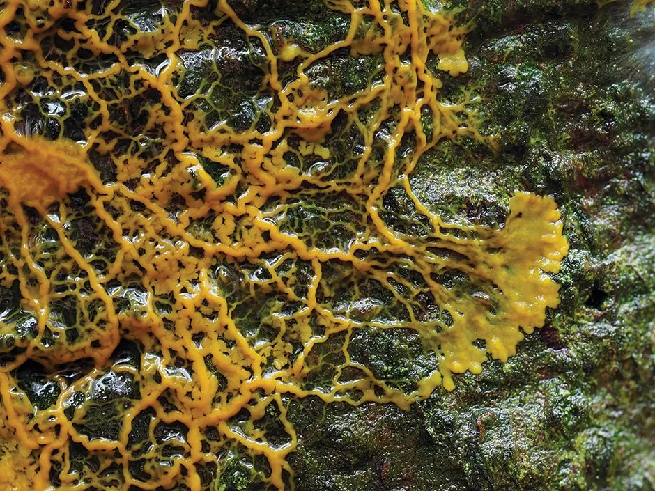 Physarum polycephalum on the move as a single super-cell © Andy Sands/NPL