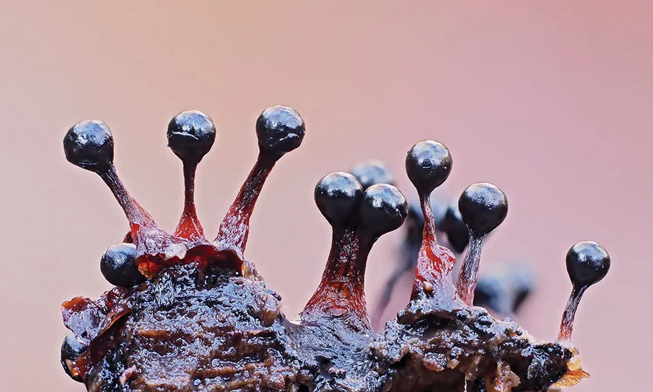 The shiny, fruiting bodies of Metatrichia floriformis look like tiny berries © Andy Sands/NPL