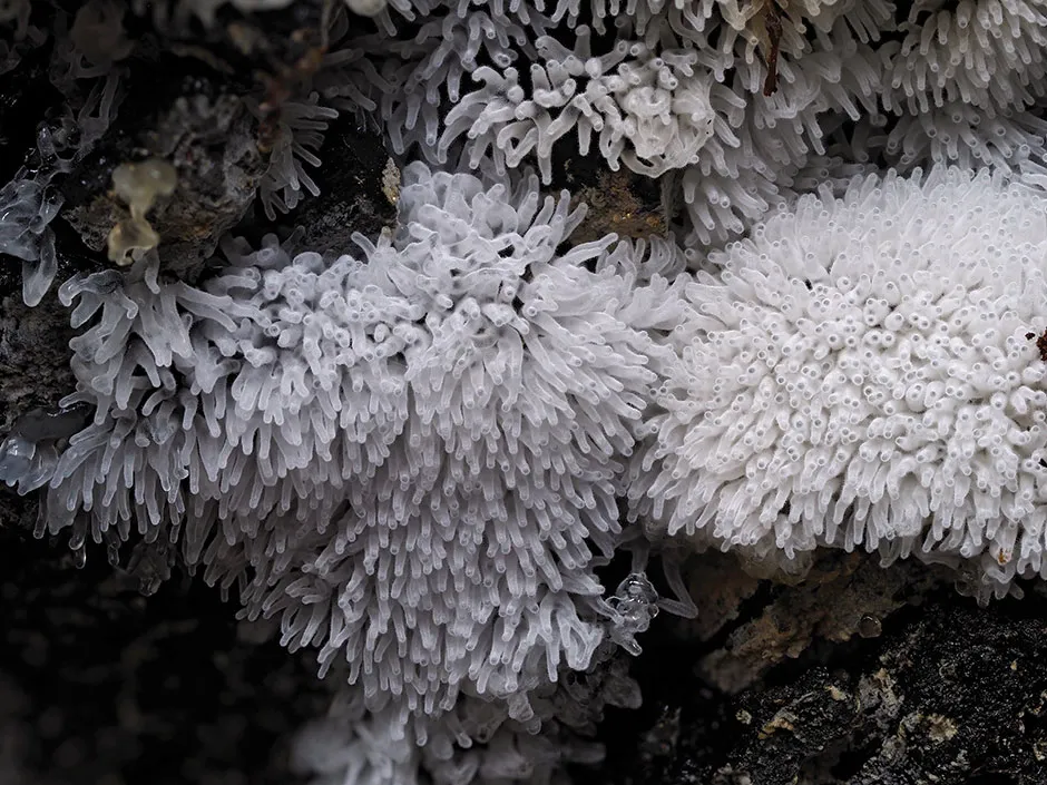 Close-up of the massed fruiting bodies (sporangia) of Ceratiomyxa fruticulosa © Andy Sands/NPL