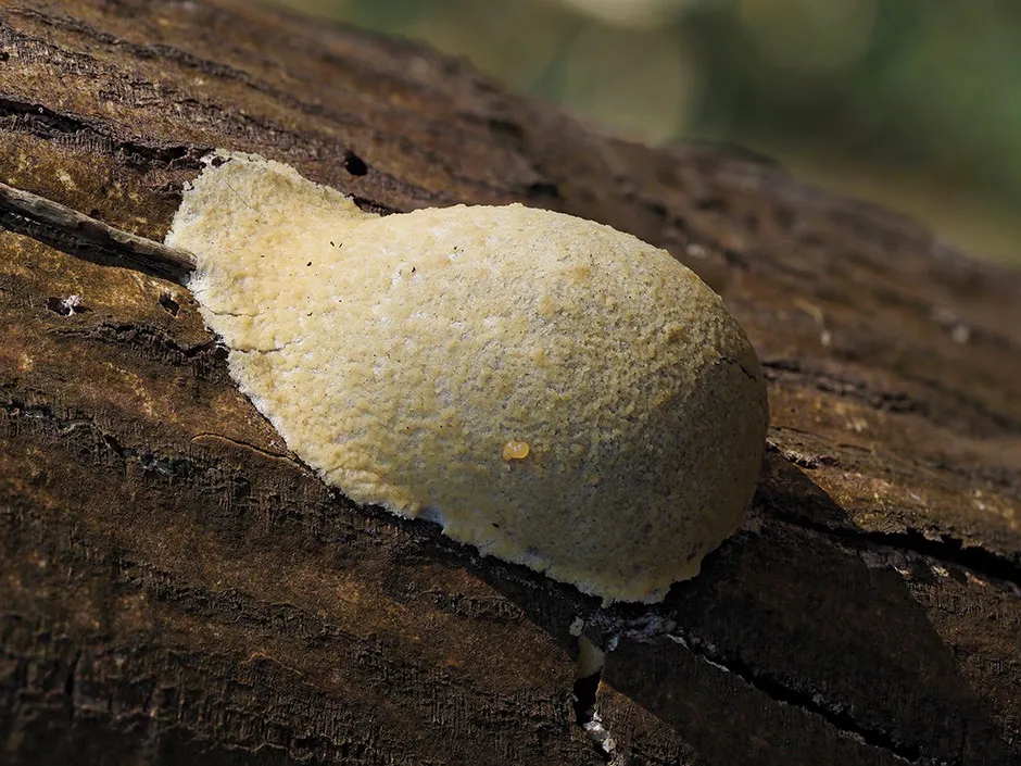 The false puffball (Enteridium lycoperdon) is a common species found in the UK. It can be seen in its reproductive phase as a white swelling on dead trees © Andy Sands/NPL