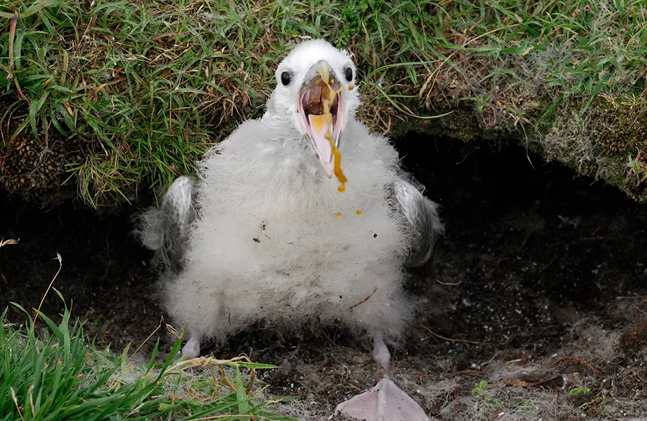 A northern fulmar chick defends itself with projectile oil, Shetland Islands, Scotland, UK