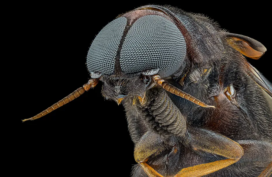 Ship-timber beetle (Lymexylidae) Image Stacking. 5X (Objective Lens Magnification)