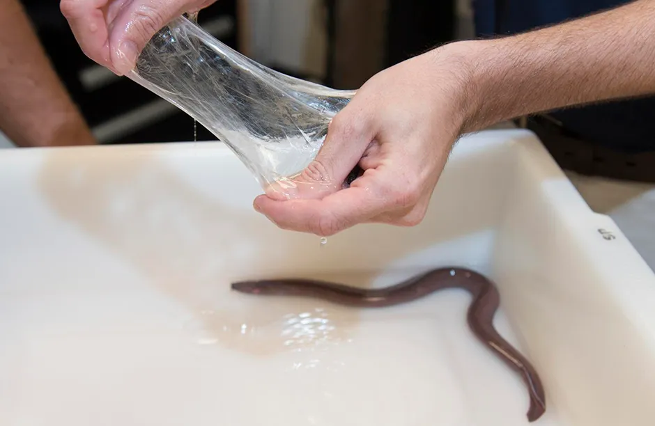 A scientist demonstrates the elasticity of the authentic Pacific hagfish slime