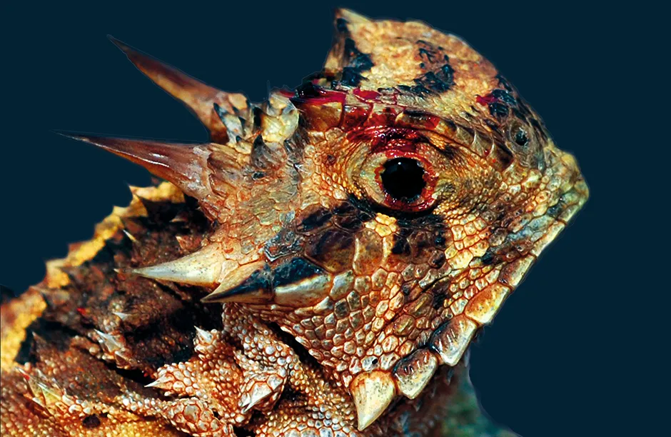 A Texas horned lizard squeezing noxious blood out of its eyes. The toxic ingredient in its blood comes from its diet of venomous ants.