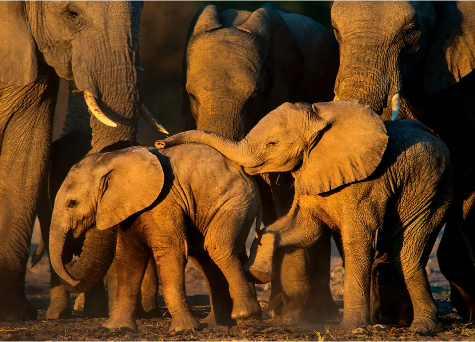 © Todd Gustafson/Remembering Elephants