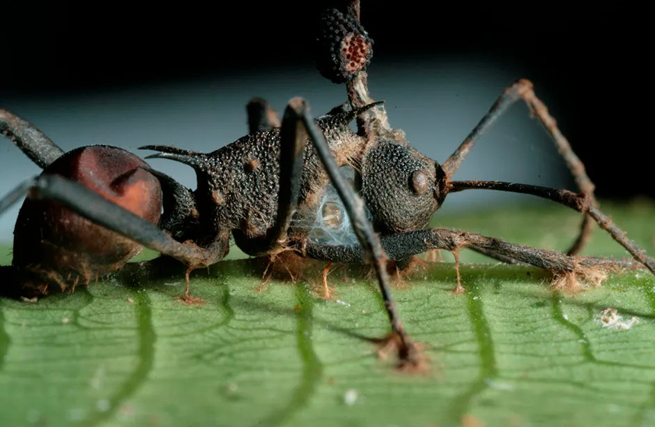 Often, the dead ants are found with their jaws clamped to a leaf as pictured here